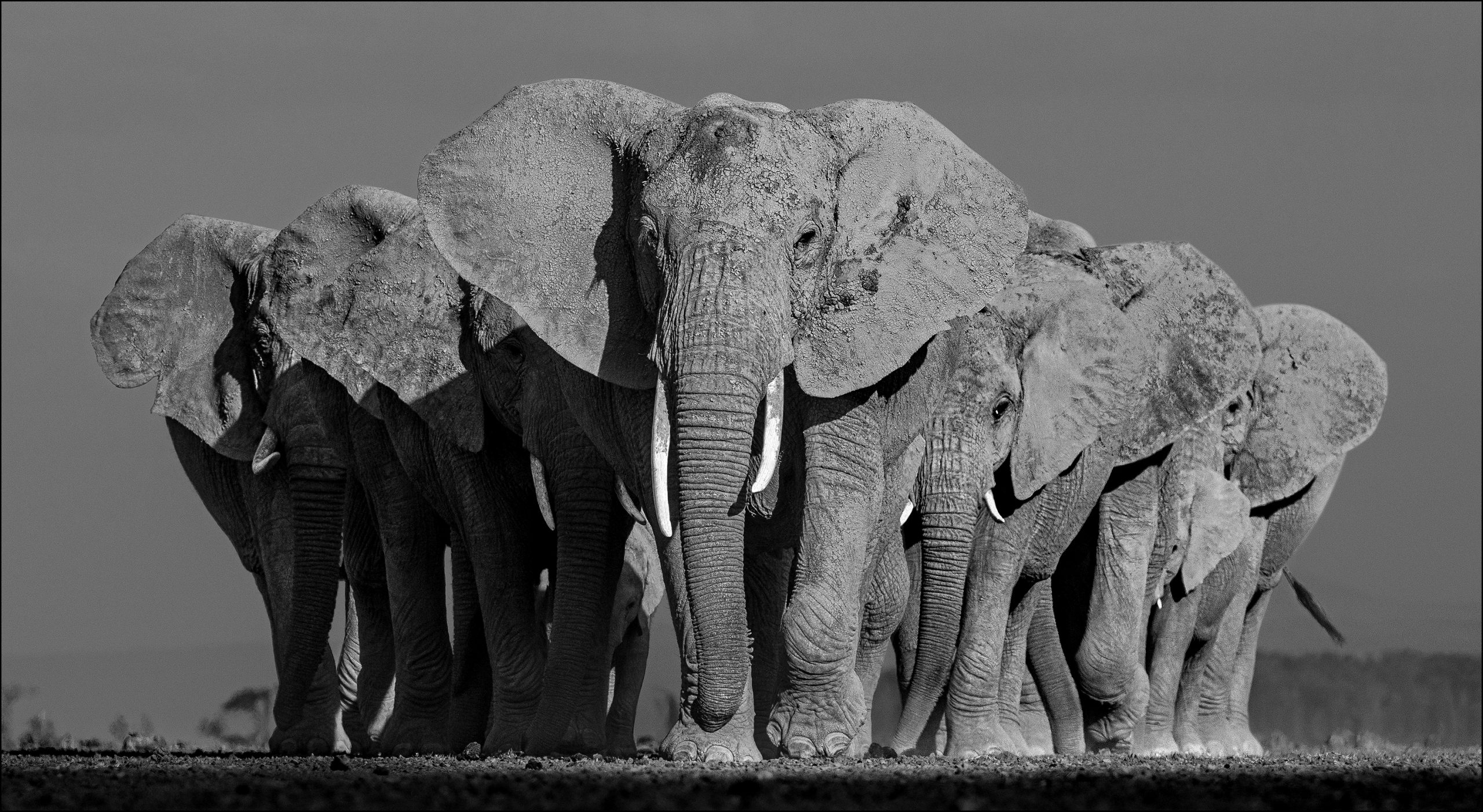 Elephants On Earth